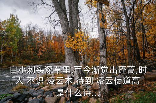 時(shí)人不識(shí)凌云木,大宋凌云與小松的對(duì)比