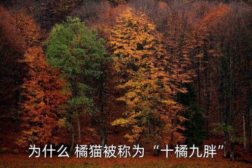 為什么 橘貓被稱為“十橘九胖”