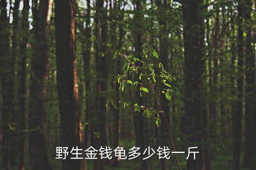 野生金錢龜多少錢一斤