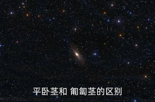 匍匐莖,馬虎草和剪刀在同株植物上都有匍匐莖
