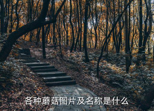 各種圖片,三大名菇之一:金針菇是我國(guó)名貴食用菌