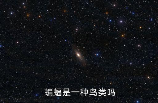 蝙蝠是鳥嗎,蝙蝠沒有翅膀和羽毛是唯一能在天上飛的動物