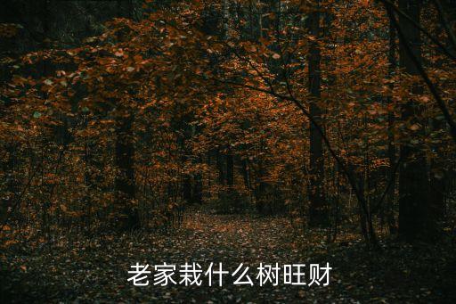 老家的樹,搖錢樹適應性很強比較適合養在屋前