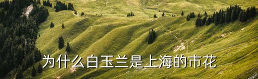 上海市花白玉蘭的由來，為什么白玉蘭是上海市的市花