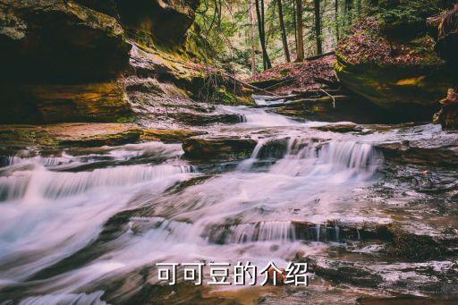  可可豆的介紹