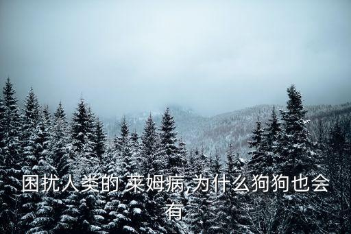 困擾人類的 萊姆病,為什么狗狗也會有