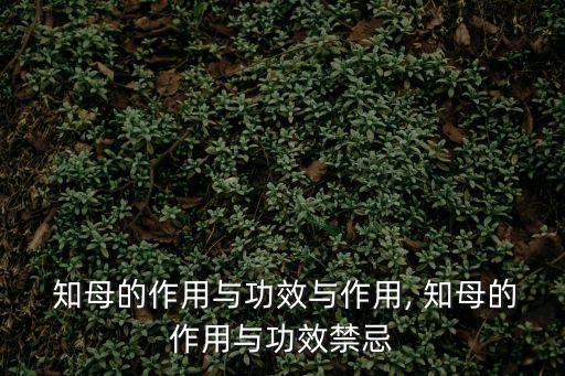 知母功效與作用,知母知母的功效與作用
