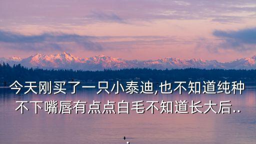 今天剛買了一只小泰迪,也不知道純種不下嘴唇有點(diǎn)點(diǎn)白毛不知道長(zhǎng)大后...