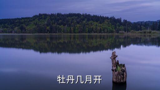 牡丹花什么時候開花，牡丹什么時候開花