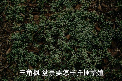三角楓盆景,三角楓樹根系發達強壯夏天可翻盆修枝