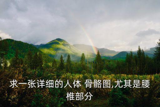 求一張?jiān)敿?xì)的人體 骨骼圖,尤其是腰椎部分