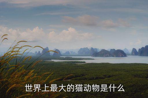 世界上最大的貓,世界最大的貓是東北虎比非洲獅大