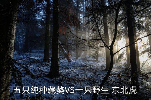 東北虎秒殺藏獒,藏獒對老虎大吼不會死但是虎咬了會死