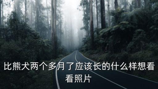 比熊犬兩個多月了應該長的什么樣想看看照片