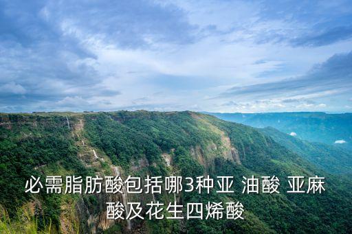 亞麻油酸,必需脂肪酸是關鍵要換不同食用油