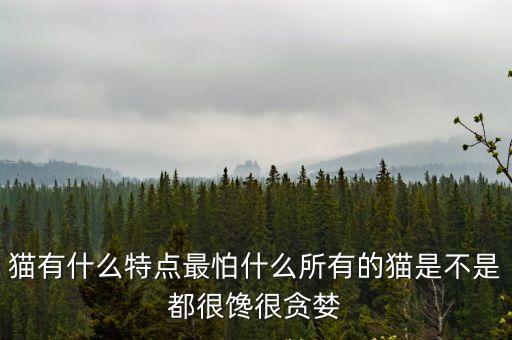 貓有什么特點最怕什么所有的貓是不是都很饞很貪婪