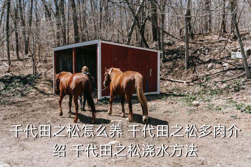 千代田之松怎么養(yǎng) 千代田之松多肉介紹 千代田之松澆水方法