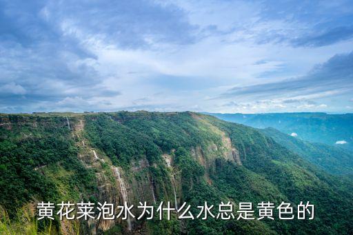 黃花水，黃花萊泡水為什么水總是黃色的