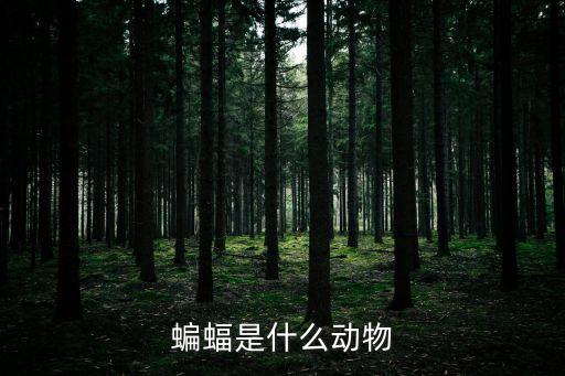 蝙蝠屬于什么動物，蝙蝠屬于什么動物