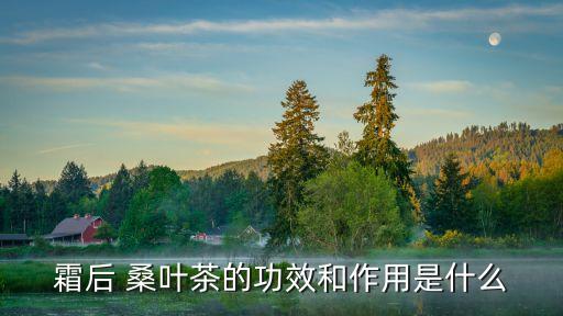 霜桑葉茶,日本人稱桑葉茶為長壽茶