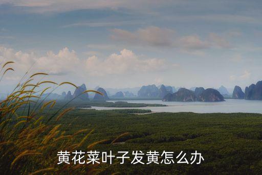黃花菜葉子發黃怎么辦