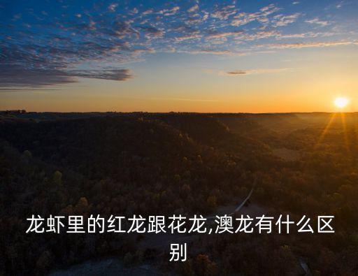 龍蝦里的紅龍跟花龍,澳龍有什么區別