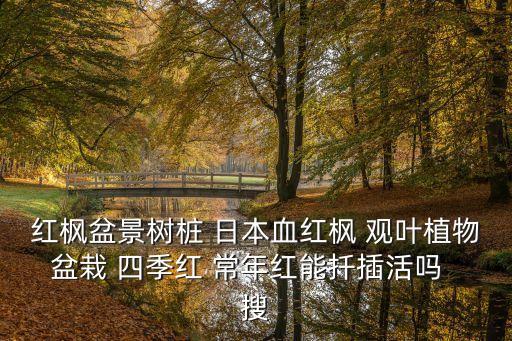 日本紅楓，求教高手日本紅楓是什么屬哪個(gè)科那個(gè)目的植物與中國(guó)的什么樹(shù)種