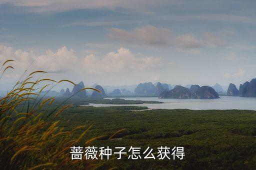 薔薇種子，薔薇種子怎么獲得
