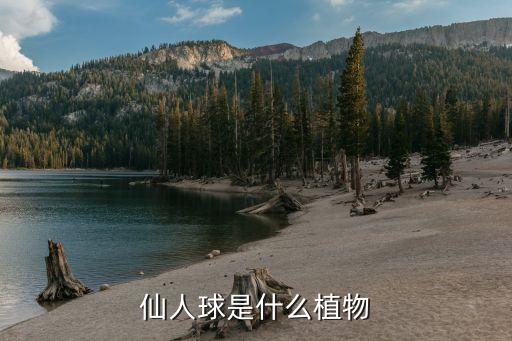 仙人球，仙人球