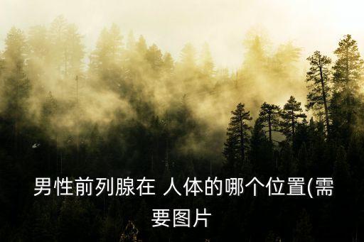 男性人體圖,女人的下半身比男人多一倍