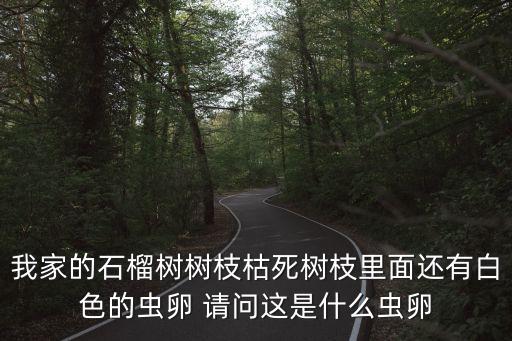 我家的石榴樹，我家有顆石榴樹能值多少錢
