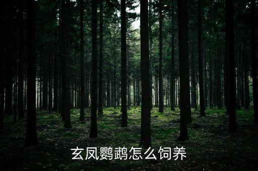 玄鳳鸚鵡怎么養(yǎng)，怎樣飼養(yǎng)玄鳳鸚鵡
