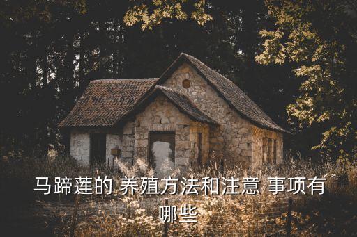 馬蹄蓮的養殖方法和注意事項,馬蹄蓮溪喜溫暖濕潤略陰環境