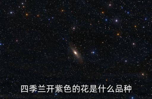四季蘭開紫色的花是什么品種