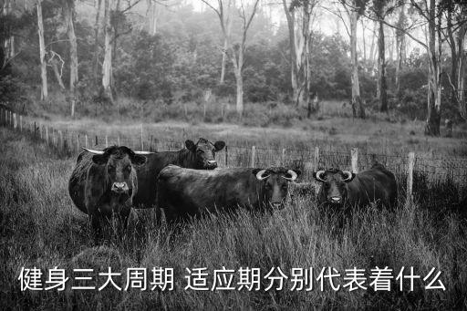 健身三大周期 適應期分別代表著什么