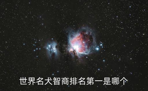 最聰明的狗排名，世界上最聰明的狗排名