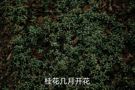 桂花幾月開，桂花幾月開花