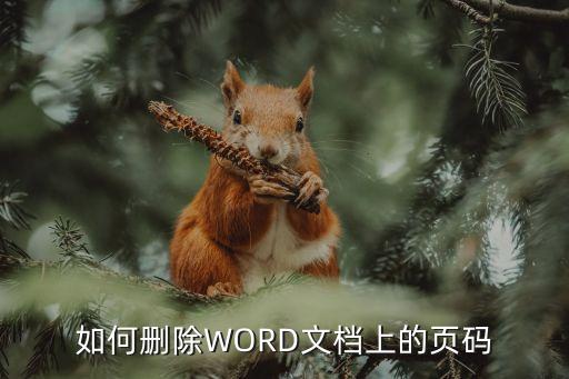 頁(yè)碼怎么刪除，怎么去掉word中的頁(yè)碼