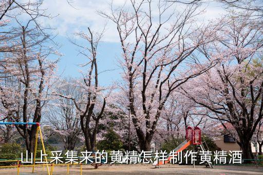 山上采集來的黃精怎樣制作黃精酒