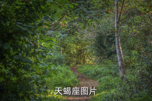 天蝎座圖片