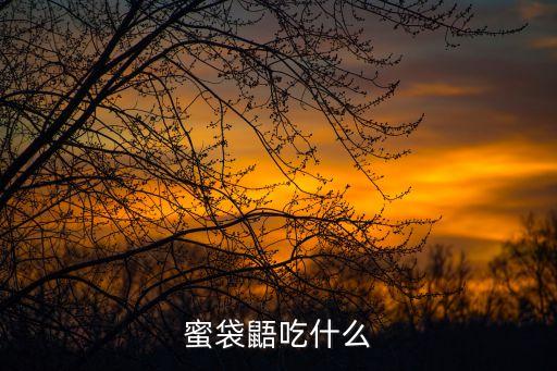 蜜袋鼠,蜜蜂起源于澳洲是一種有袋恒溫夜行動(dòng)物