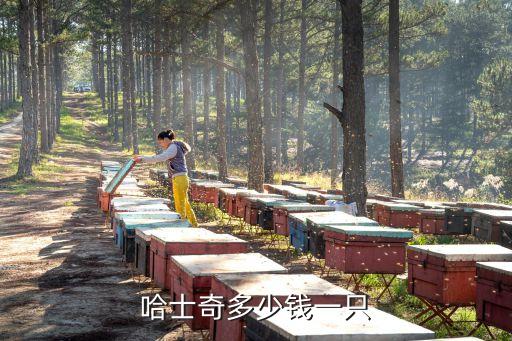 哈士奇多少錢一只