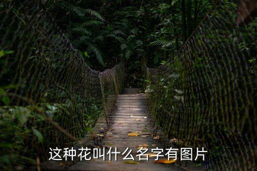 山丹丹花圖片，這種花叫什么名字有圖片