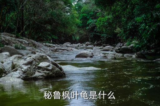 秘魯楓葉龜是什么
