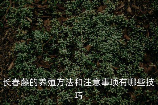 長春藤的養殖方法和注意事項有哪些技巧