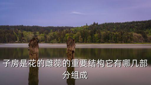 子房的結構，子房由什么構成