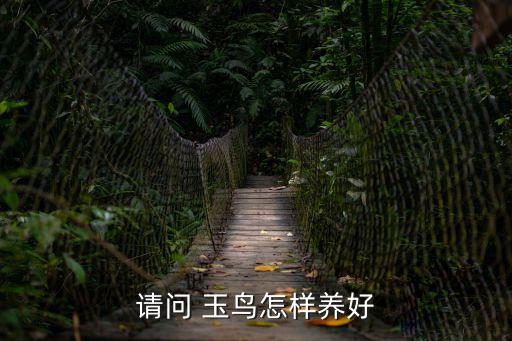 玉鳥吃什么飼料好,幼仔玉鳥替換老鳥喂食兩周最好讓它們自己吃