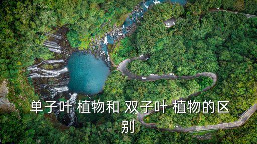 單子葉植物與雙子葉植物區(qū)別
