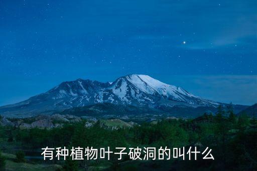 有種植物葉子破洞的叫什么