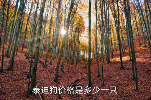 泰迪狗價格是多少一只